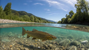 Blog Post 'Fly Fishing With Nymphs' cover image.webp