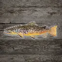 Brown Trout Sticker