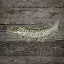 Artist's Reserve Musky Sticker