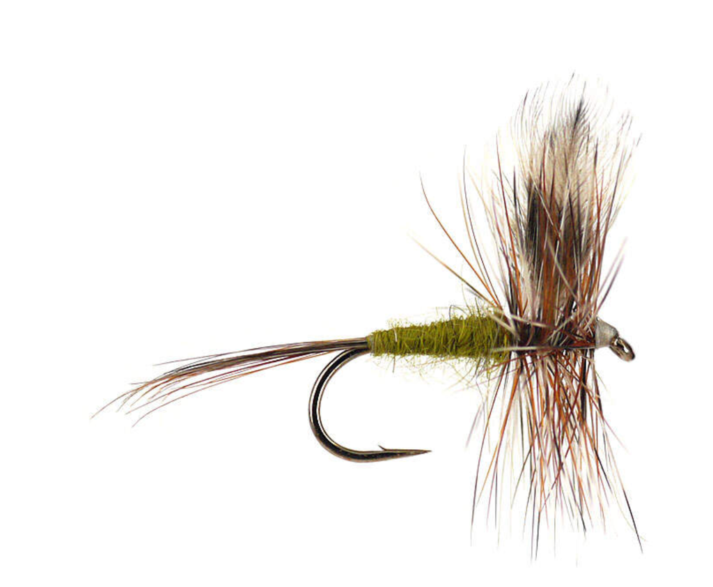 Adams Olive | RiverPeopleGuides