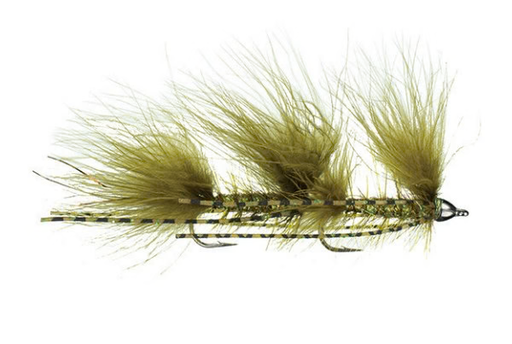 MFC Galloup's Mini Peanut Envy - Olive  S6