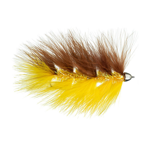 MFC Galloup's Barely Legal (CH) - Brown/Yellow